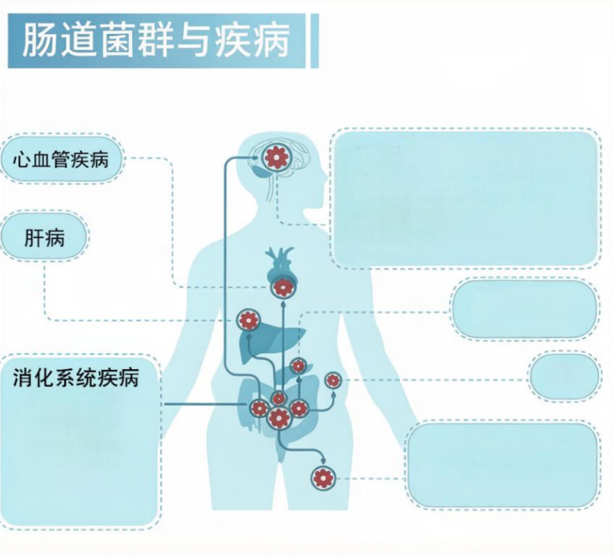 肠道菌群与疾病